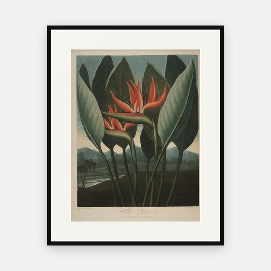 The Queen · Thornton's Temple of Flora · Vintage Botanical Print