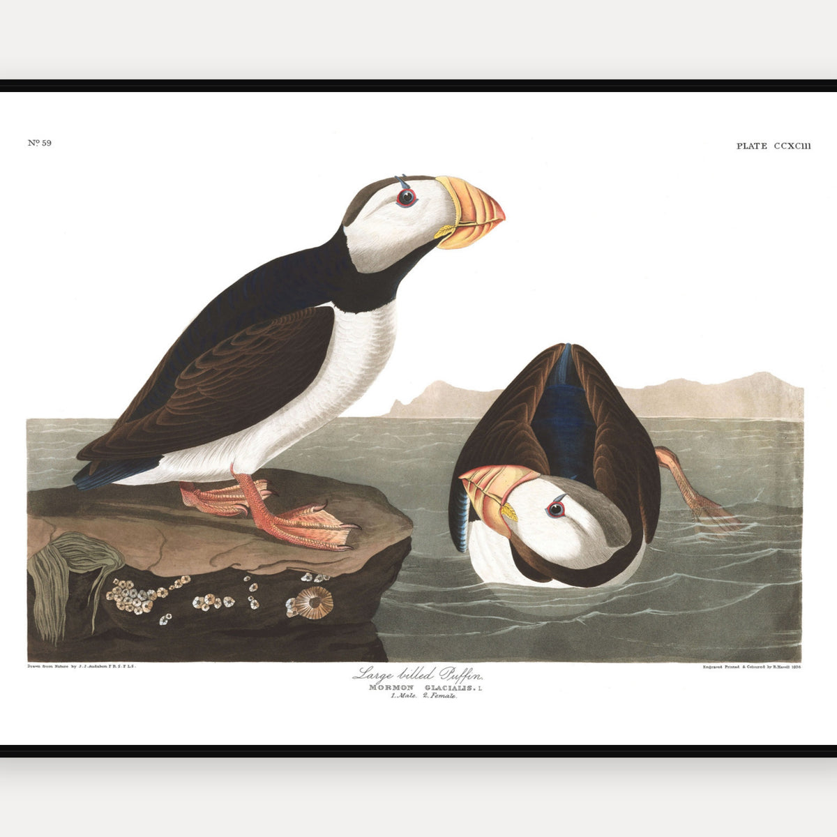 Large billed Puffin · Plate 293 · Audubon - Birds of America Print