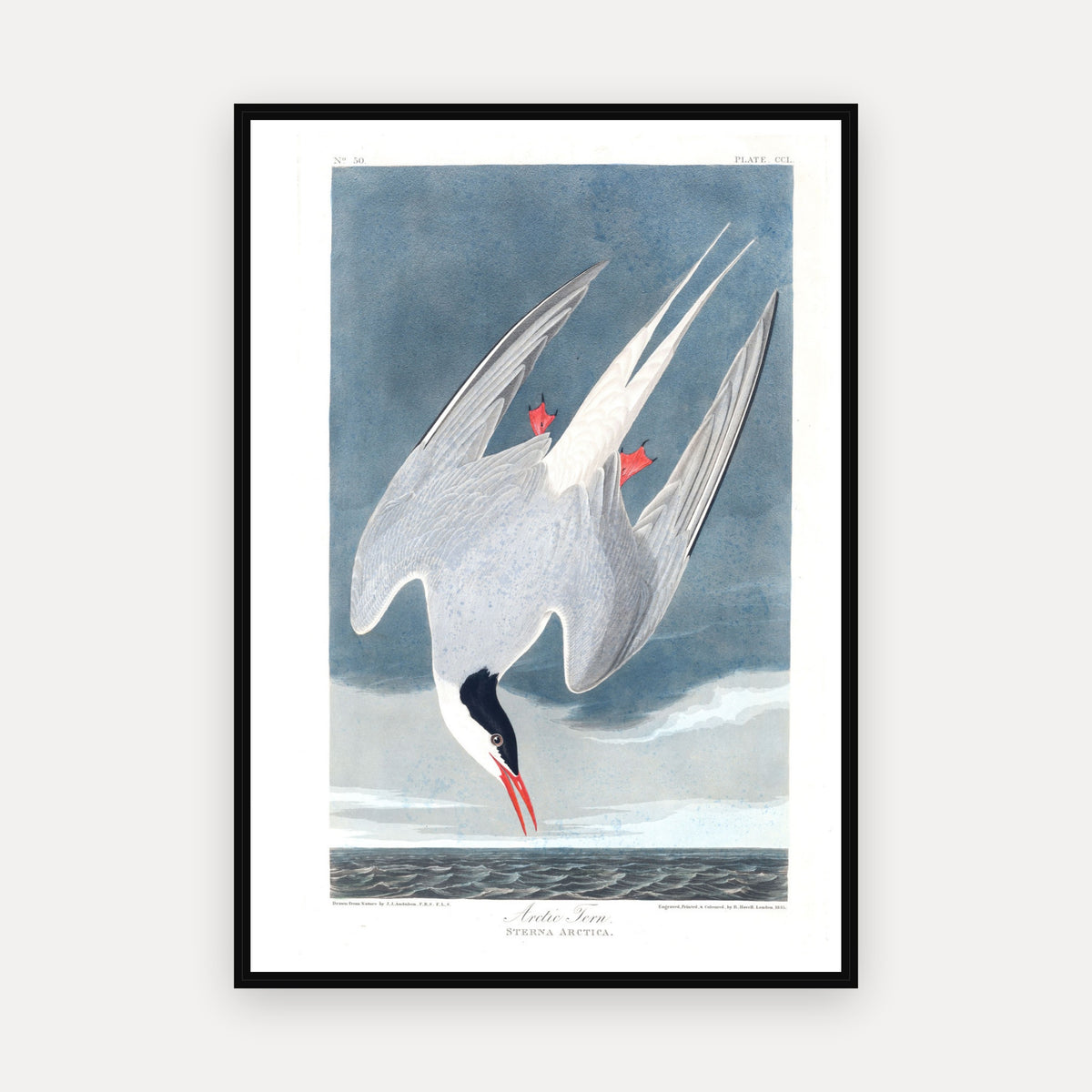 Arctic Tern · Plate 250 · Audubon - Birds of America Print