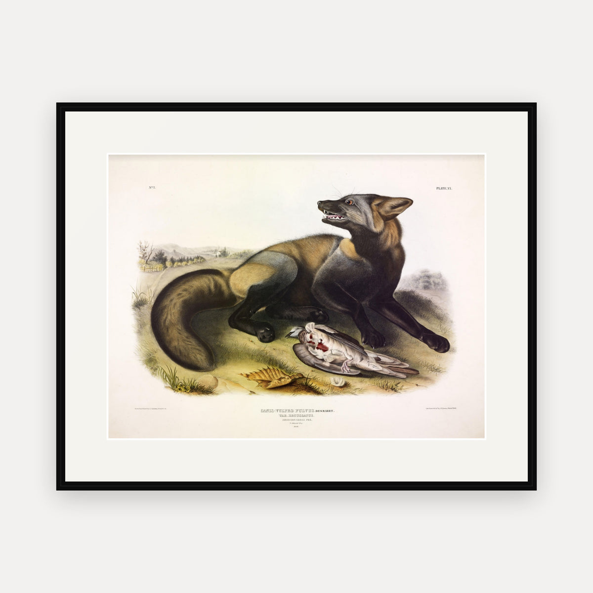American Cross Fox · Plate 6 · Audubon - Quadrupeds of North America Print framed print