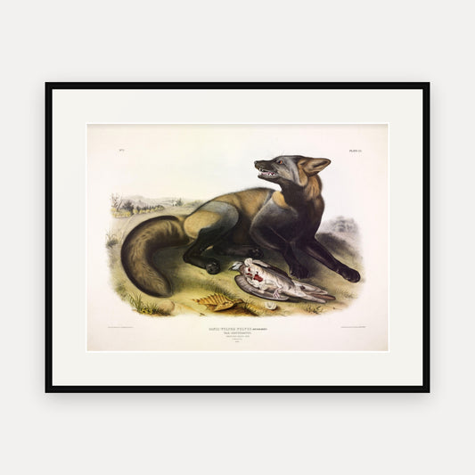 American Cross Fox · Plate 6 · Audubon - Quadrupeds of North America Print framed print