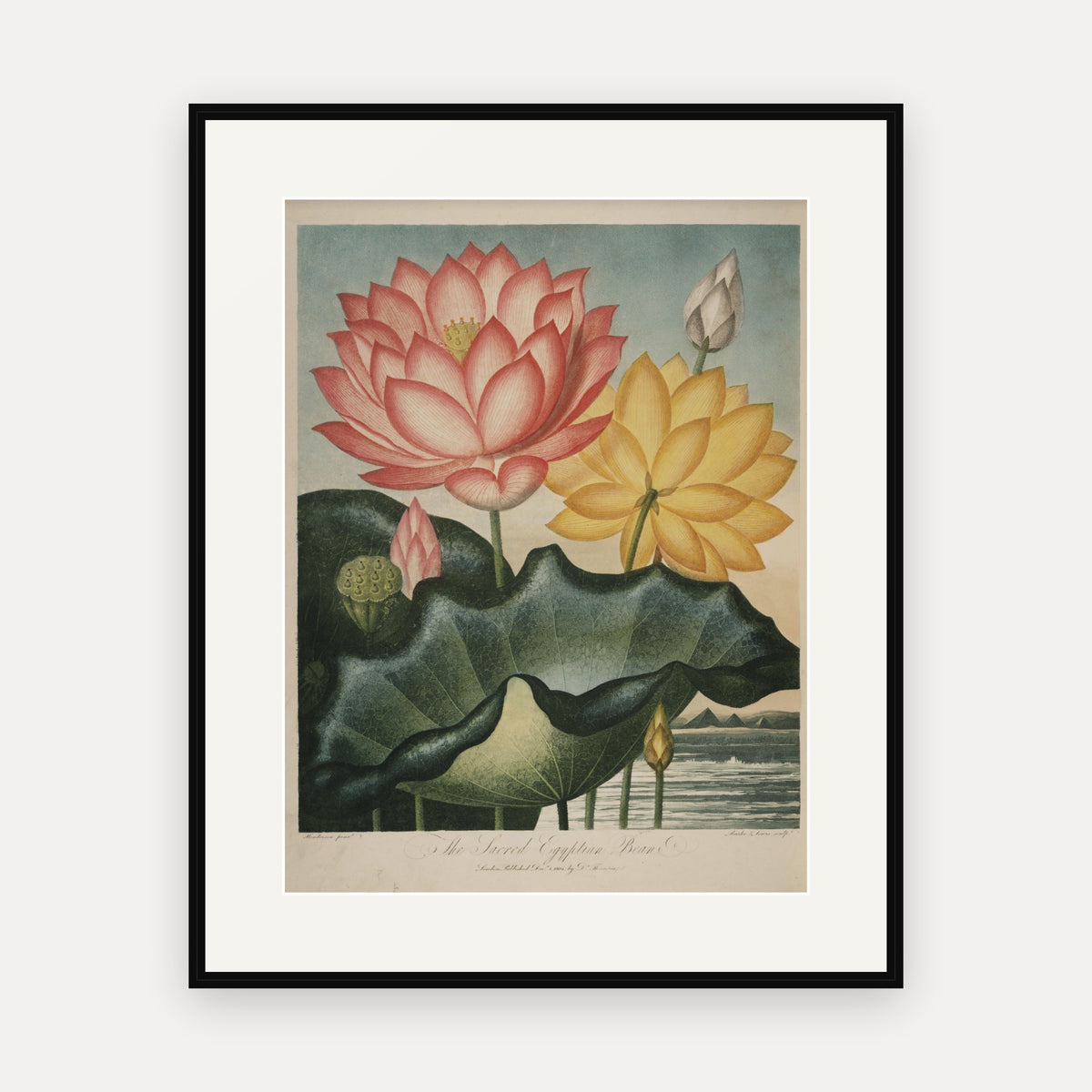 The Sacred Egyptian Bean · Thornton's Temple of Flora · Vintage Botanical Print