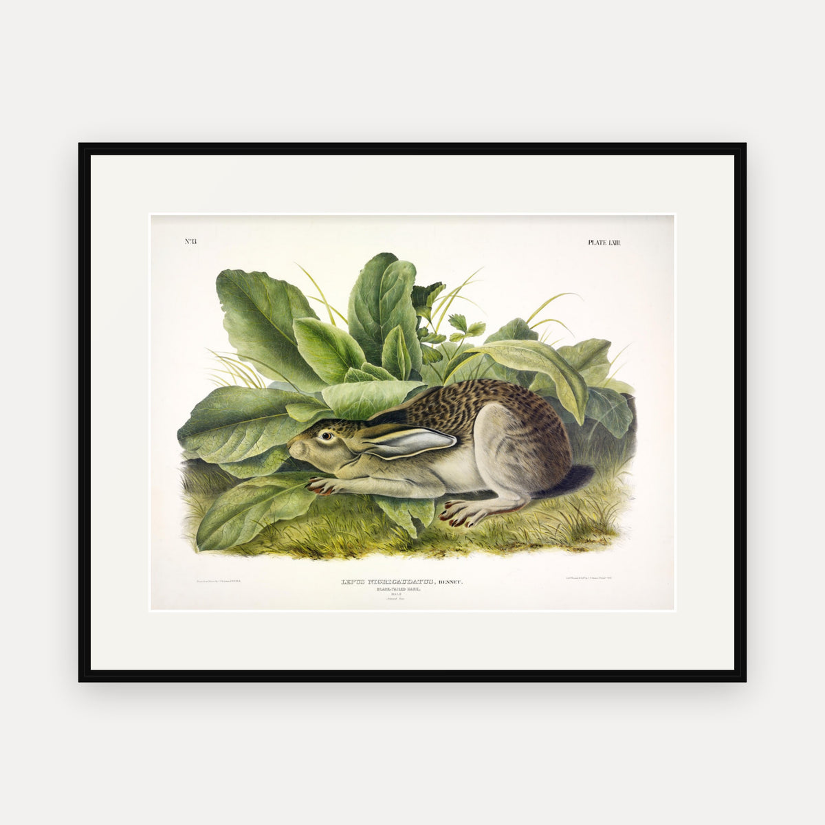 Black-tailed Hare · Plate 63 · Audubon - Quadrupeds of North America Print framed print