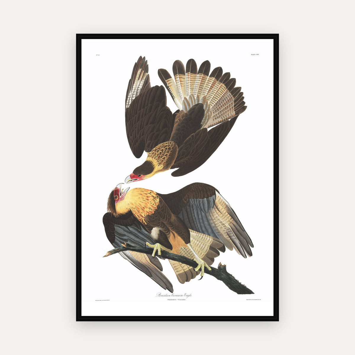 Brasilian Caracara Eagle · Plate 161 · Audubon - Birds of America Print