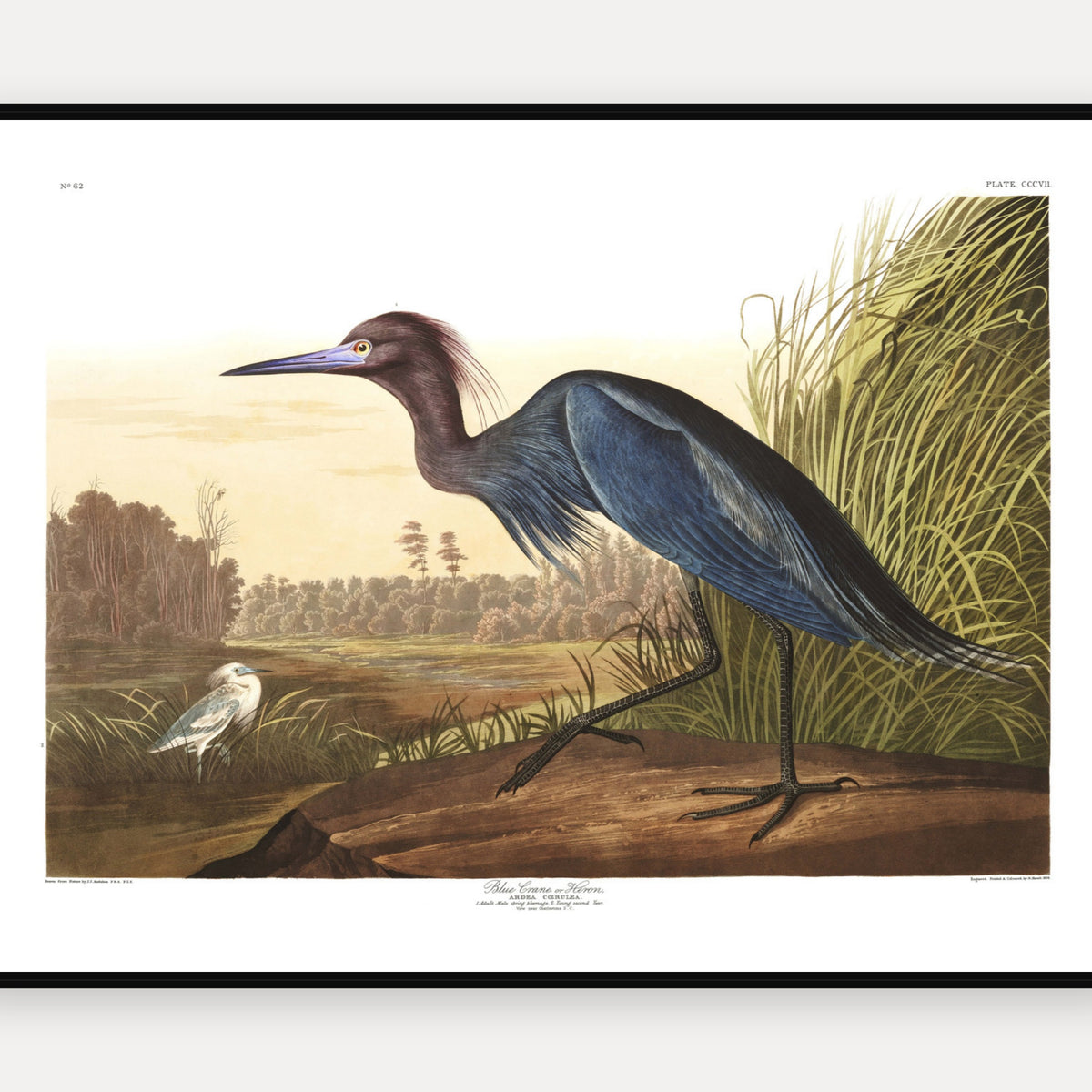 Blue Crane, or Heron · Plate 307 · Audubon - Birds of America Print