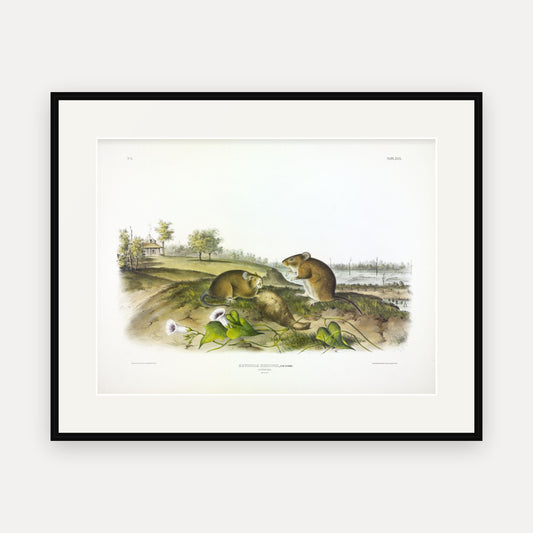 Cotton Rat · Plate 30 · Audubon - Quadrupeds of North America Print framed print