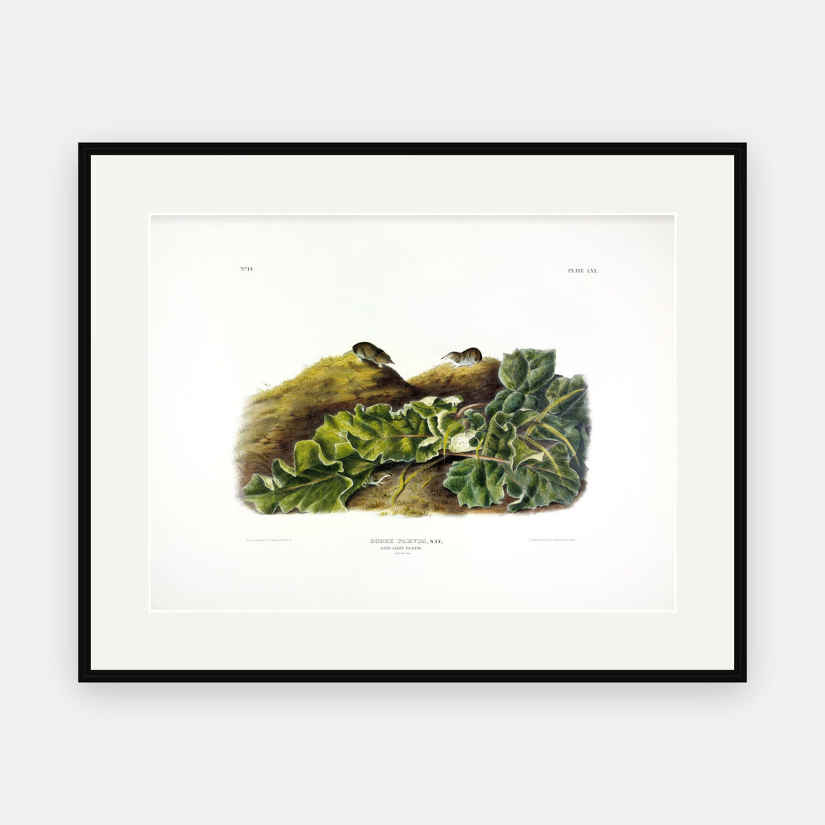 Say's Least Shrew · Plate 70 · Audubon - Quadrupeds of North America Print framed print