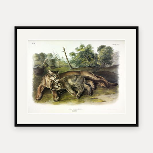Cougar, Female and Young · Plate 97 · Audubon - Quadrupeds of North America Print framed print