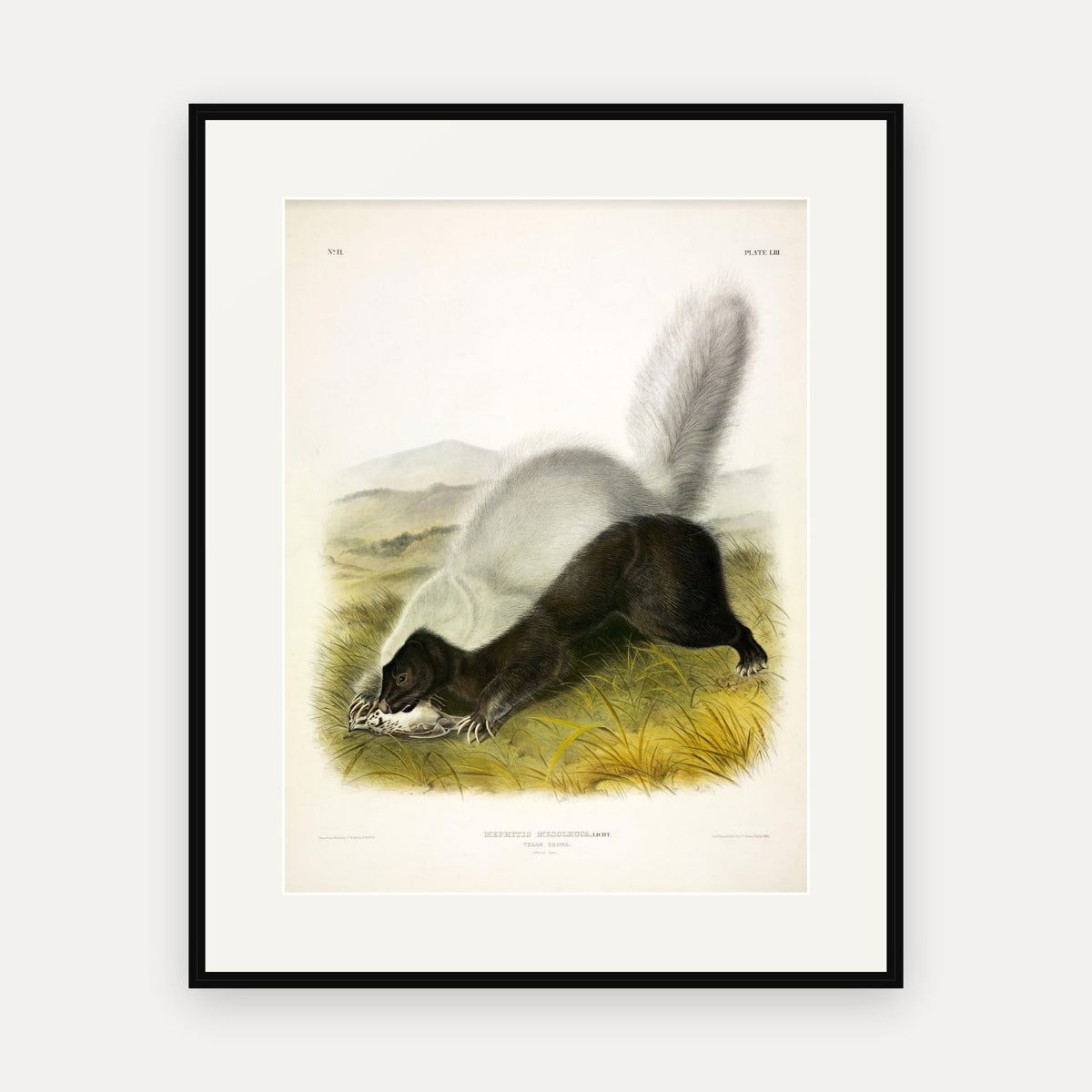 Texan Skunk · Plate 53 · Audubon - Quadrupeds of North America Print framed print