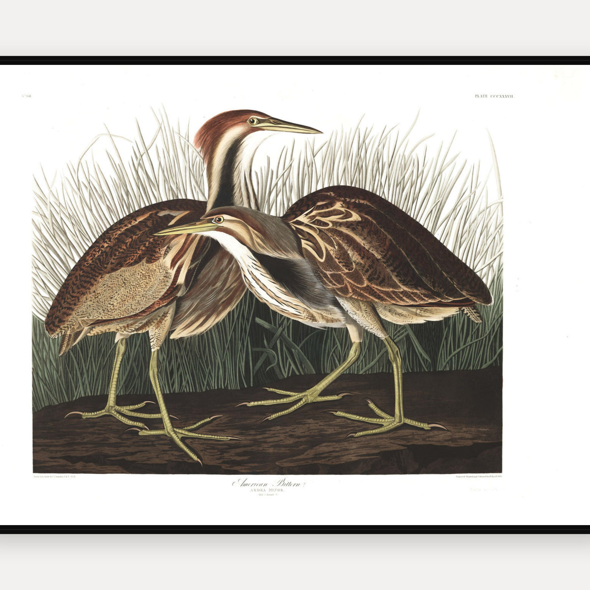 American Bittern · Plate 337 · Audubon - Birds of America Print