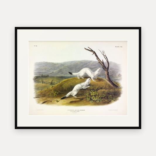 Little Nimble Weasel · Plate 140 · Audubon - Quadrupeds of North America Print framed print