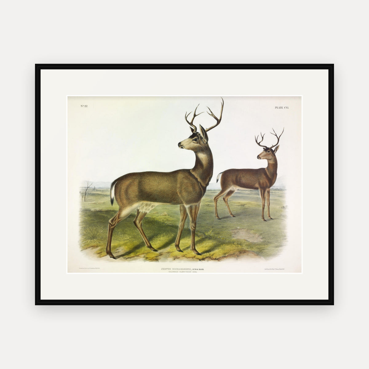 Columbian Black-tailed Deer · Plate 106 · Audubon - Quadrupeds of North America Print framed print