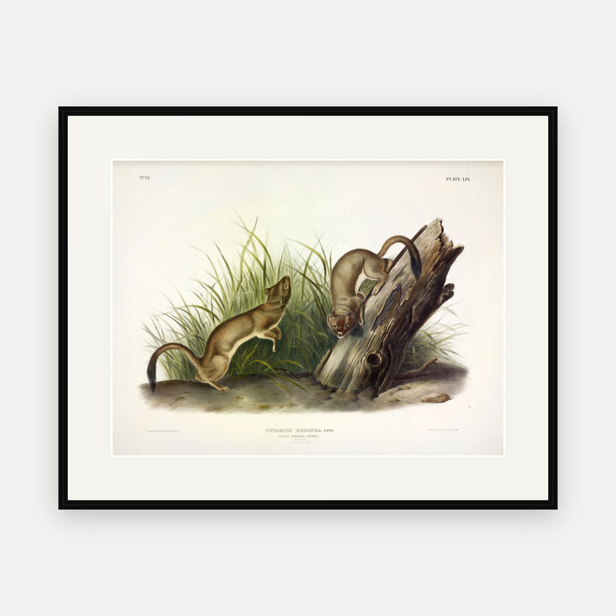 Stoat · Plate 59 · Audubon - Quadrupeds of North America Print framed print
