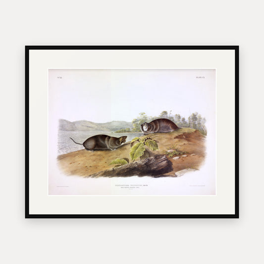 Mole-shaped Pouched Rat · Plate 110 · Audubon - Quadrupeds of North America Print framed print