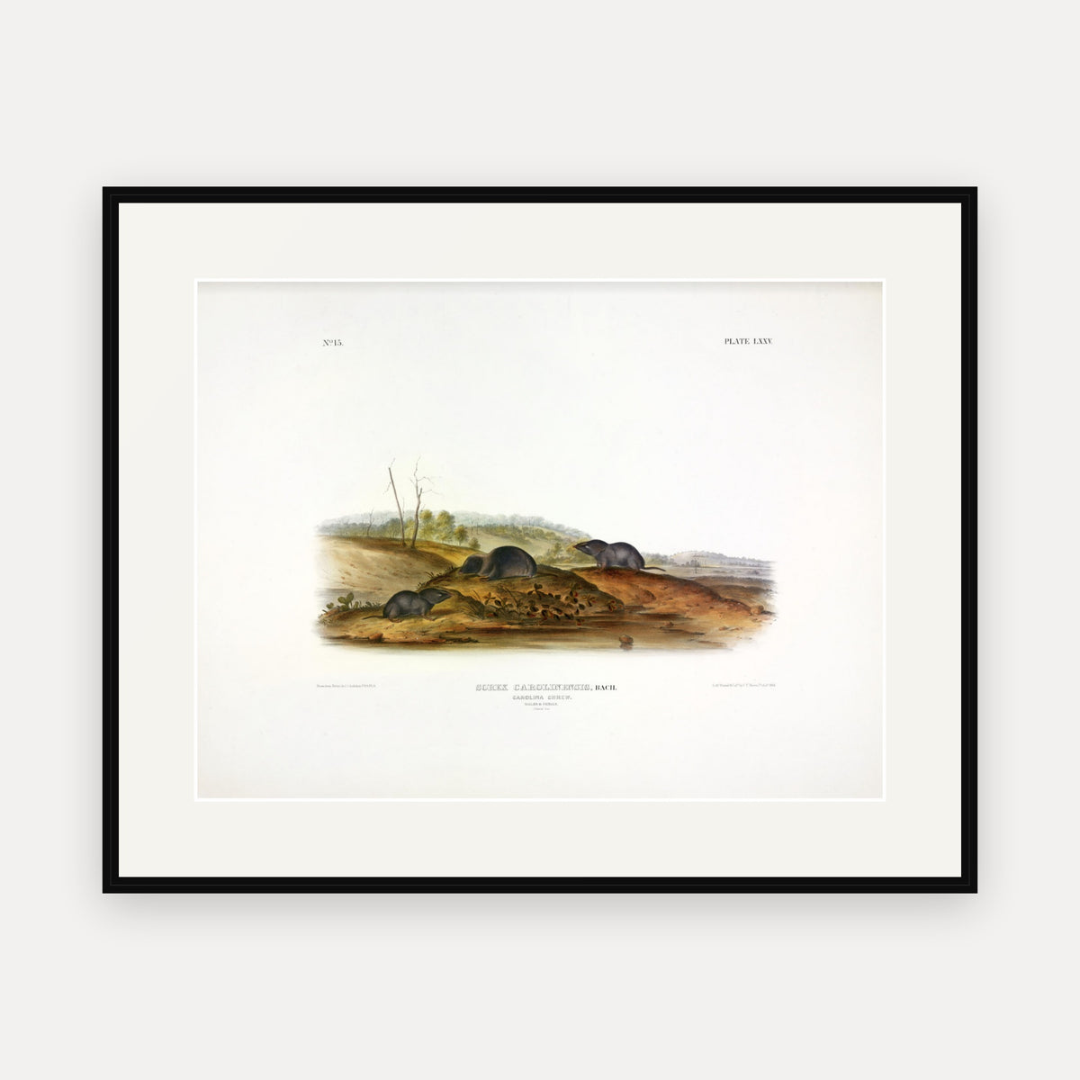 Carolina Shrew · Plate 75 · Audubon - Quadrupeds of North America Print framed print