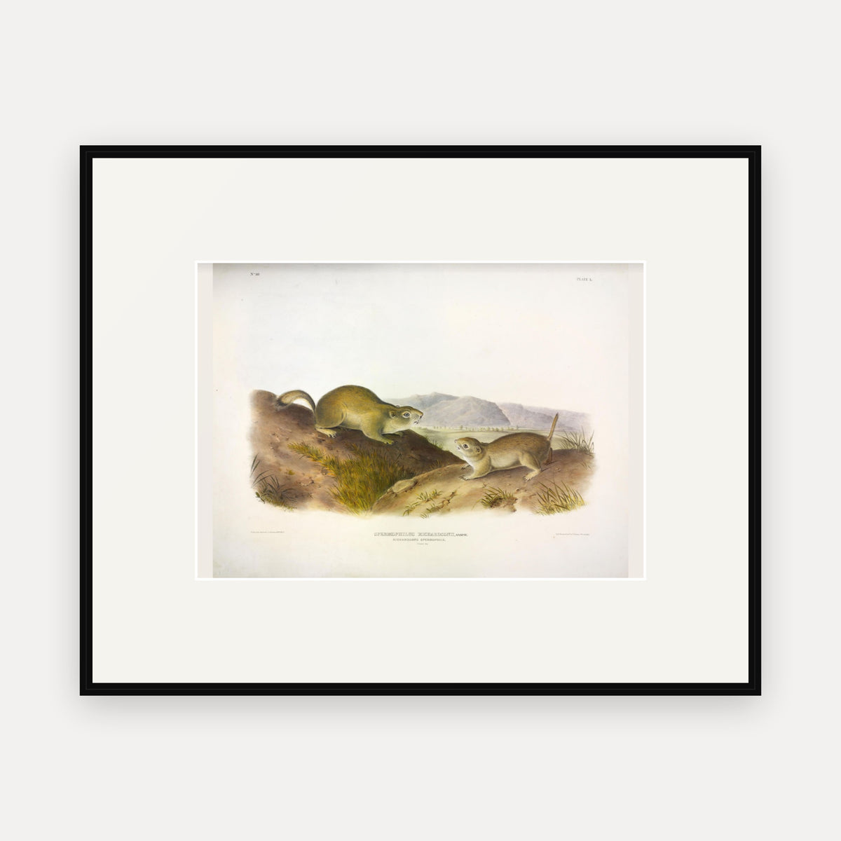 Richardson's Spermophile · Plate 50 · Audubon - Quadrupeds of North America Print framed print