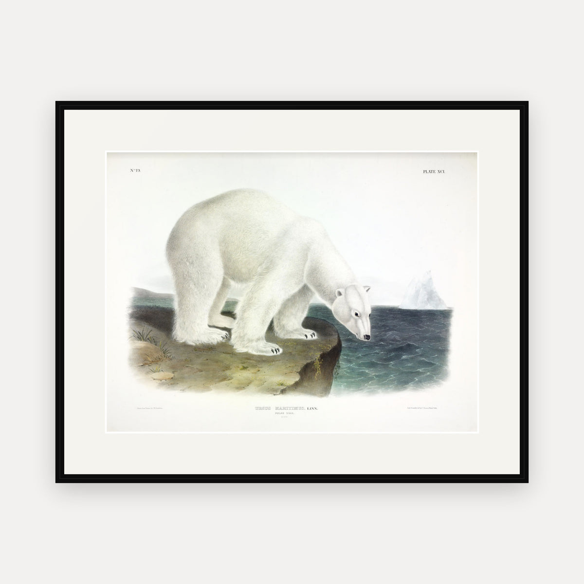 Polar Bear · Plate 91 · Audubon - Quadrupeds of North America Print framed print