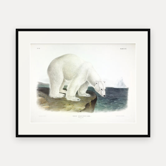 Polar Bear · Plate 91 · Audubon - Quadrupeds of North America Print framed print