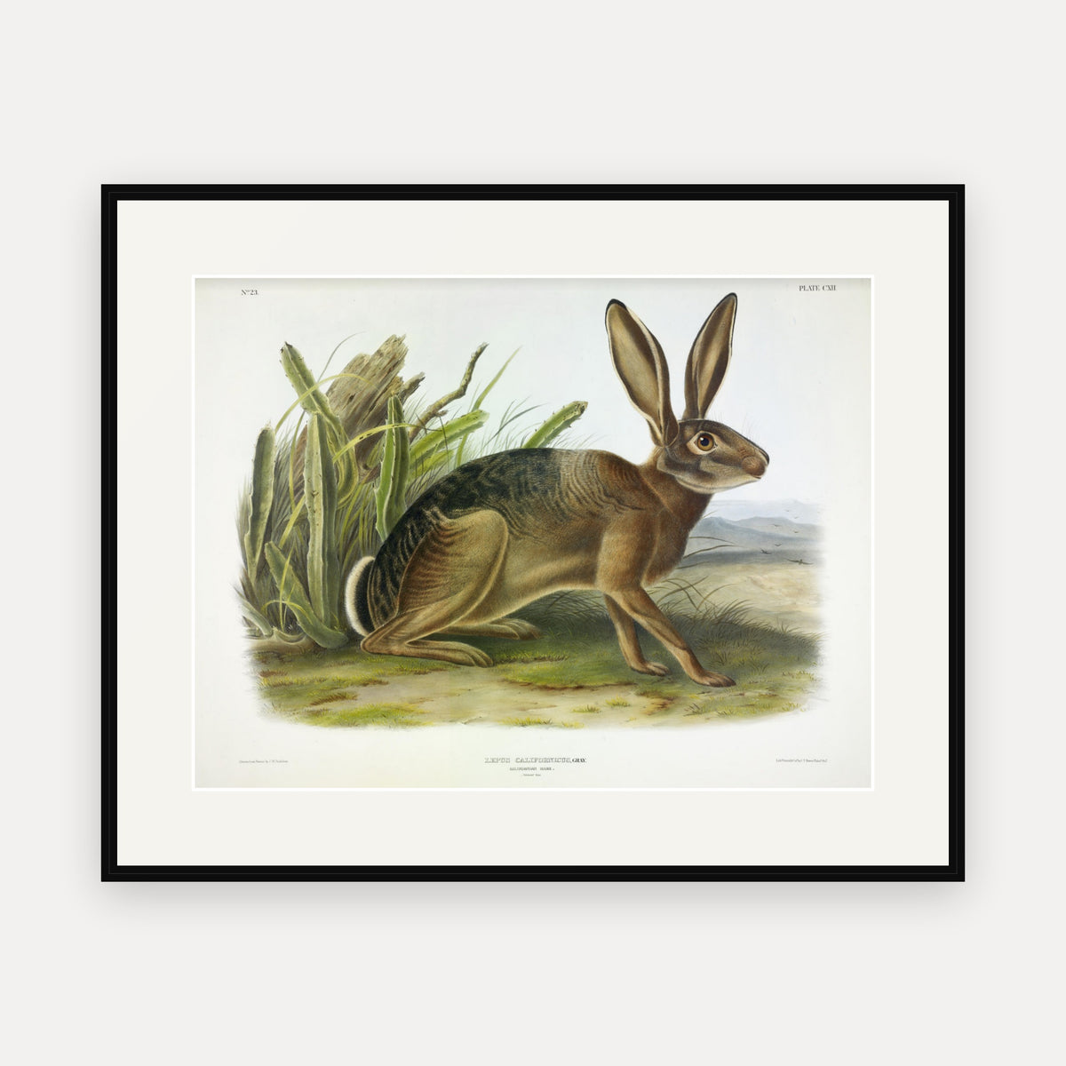 Californian Hare · Plate 112 · Audubon - Quadrupeds of North America Print framed print