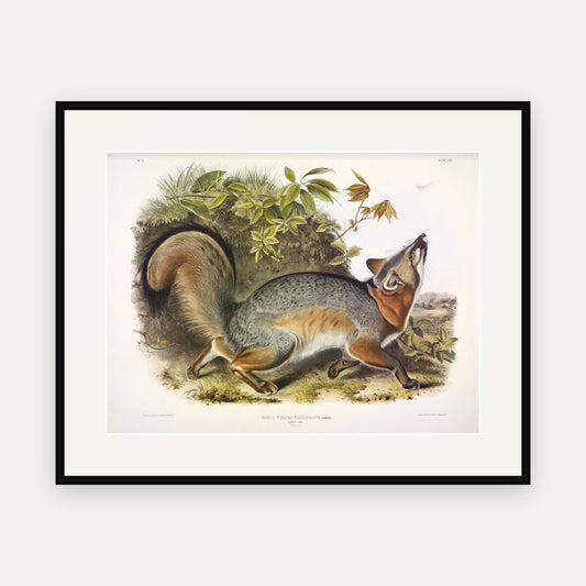 Grey Fox · Plate 21 · Audubon - Quadrupeds of North America Print framed print