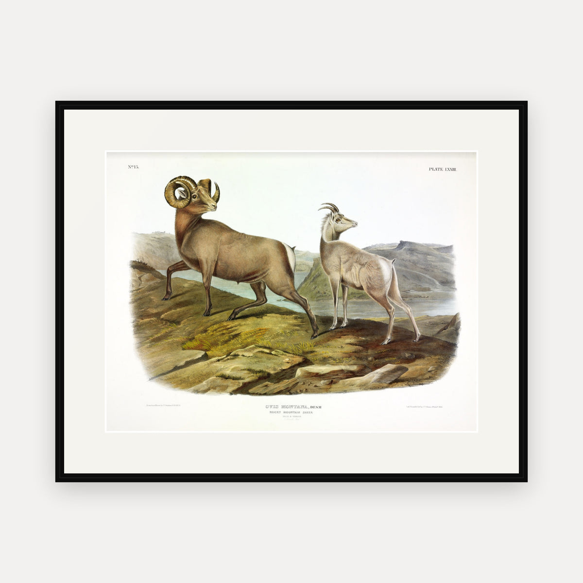 Rocky Mountain Sheep · Plate 73 · Audubon - Quadrupeds of North America Print framed print