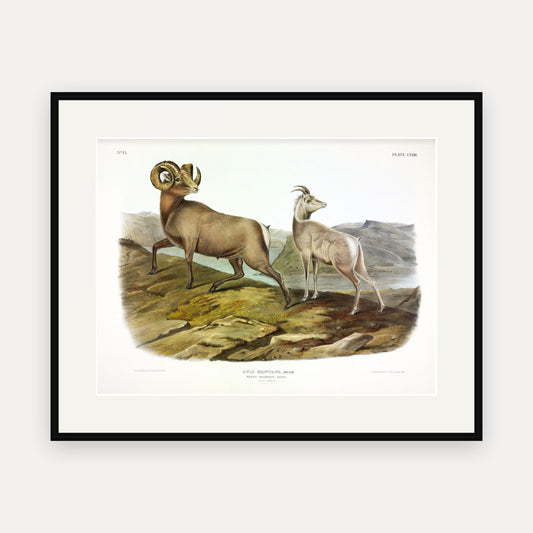 Rocky Mountain Sheep · Plate 73 · Audubon - Quadrupeds of North America Print framed print