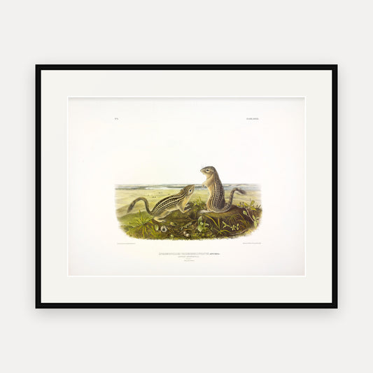 Leopard Spermophile · Plate 39 · Audubon - Quadrupeds of North America Print framed print