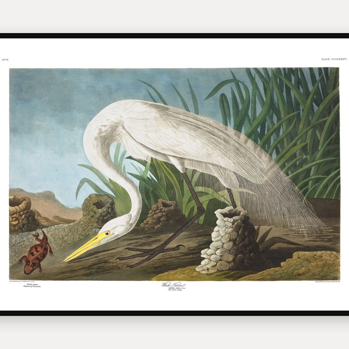 White Heron · Plate 386 · Audubon - Birds of America Print