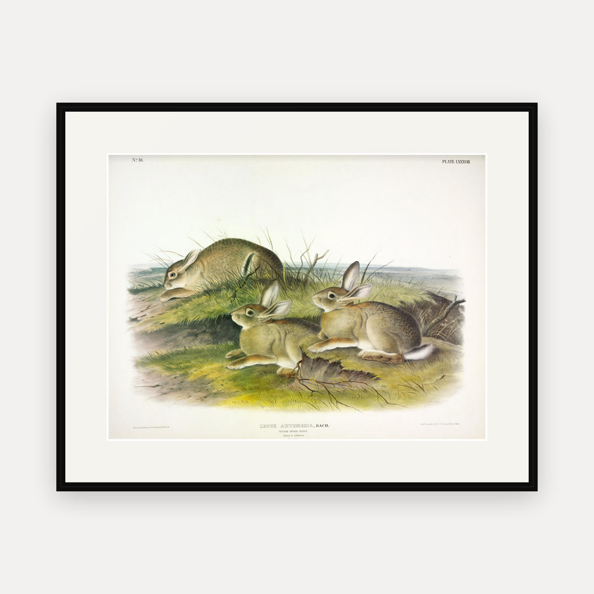 Wormwood Hare · Plate 88 · Audubon - Quadrupeds of North America Print framed print