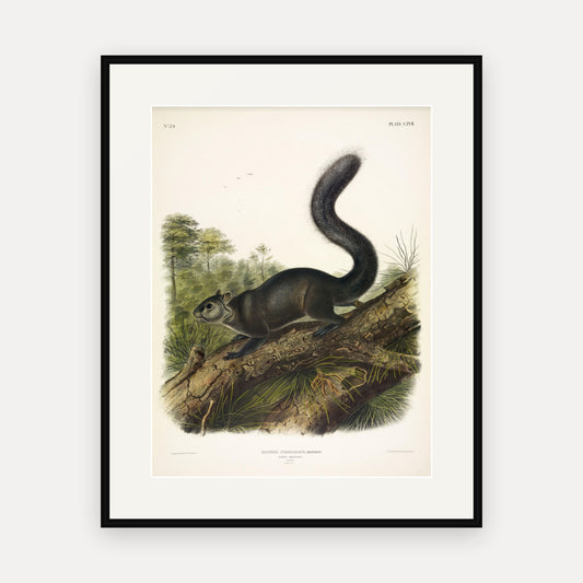 Dusky Squirrel · Plate 117 · Audubon - Quadrupeds of North America Print framed print