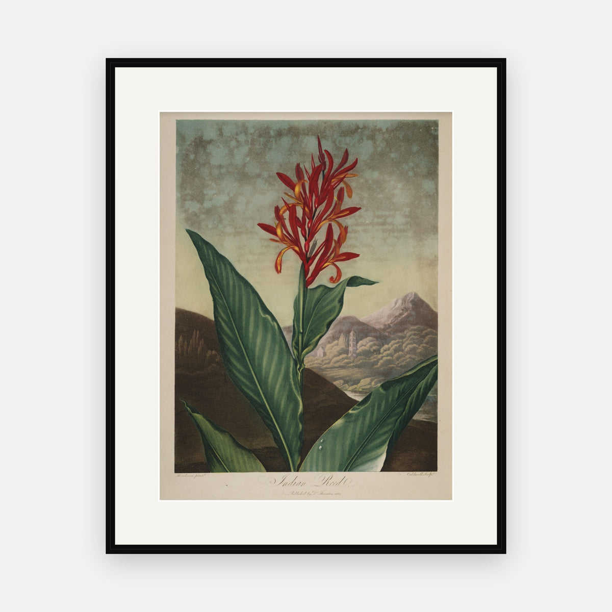 Indian Reed · Thornton's Temple of Flora · Vintage Botanical Print