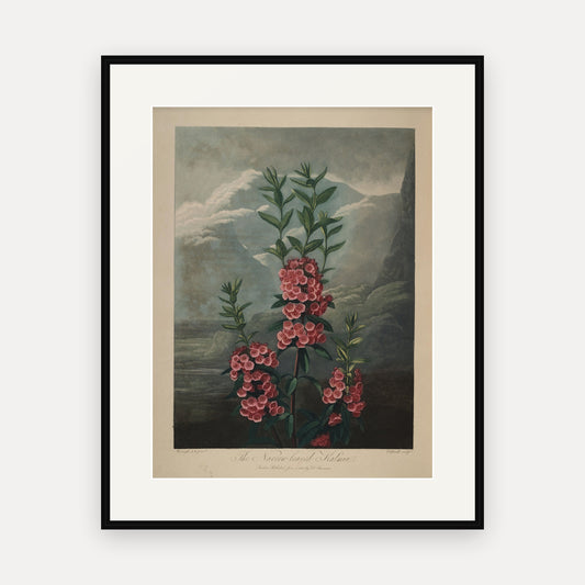 The Narrow-leaved Kalmia · Thornton's Temple of Flora · Vintage Botanical Print