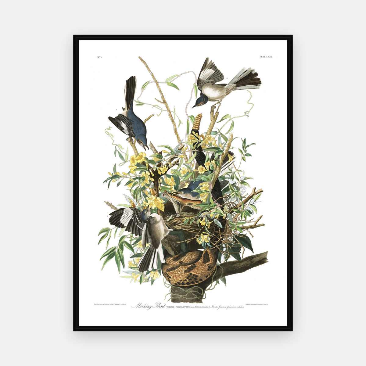 Mocking Bird · Plate 21 · Audubon - Birds of America Print