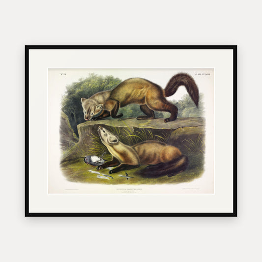 Pine Marten · Plate 138 · Audubon - Quadrupeds of North America Print framed print
