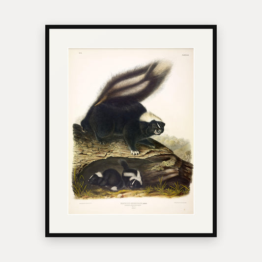 Common American Skunk · Plate 42 · Audubon - Quadrupeds of North America Print framed print
