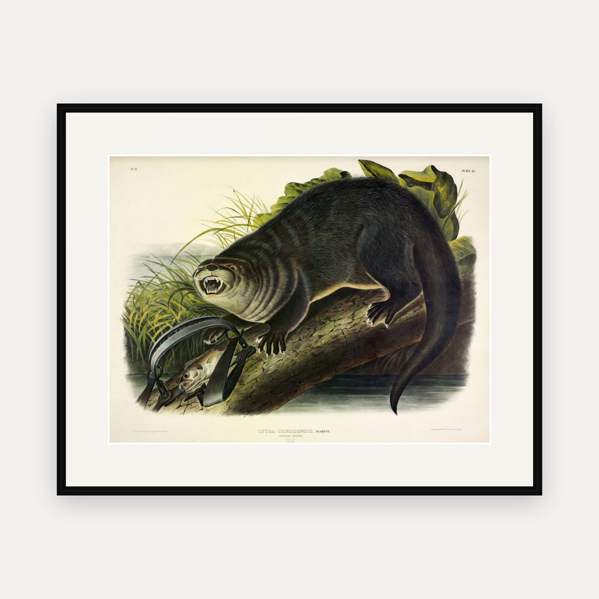 Canada Otter · Plate 51 · Audubon - Quadrupeds of North America Print framed print