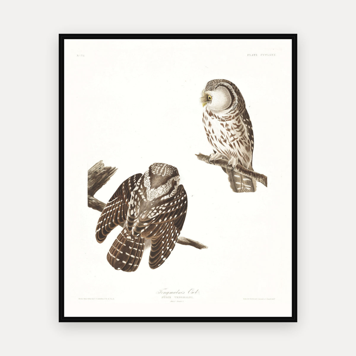 Tengmalm's Owl · Plate 380 · Audubon - Birds of America Print