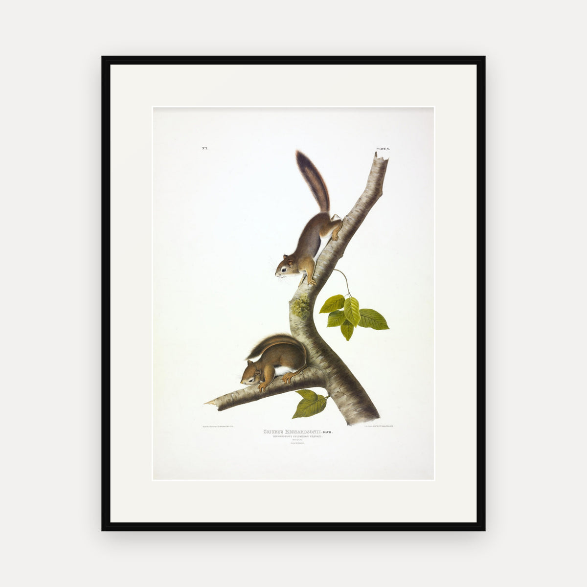 Richardson's Columbian Squirrel · Plate 5 · Audubon - Quadrupeds of North America Print framed print