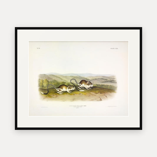 Pouched Jerboa Mouse · Plate 130 · Audubon - Quadrupeds of North America Print framed print