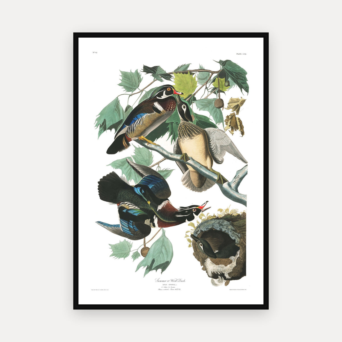Summer, or Wood Duck · Plate 206 · Audubon - Birds of America Print
