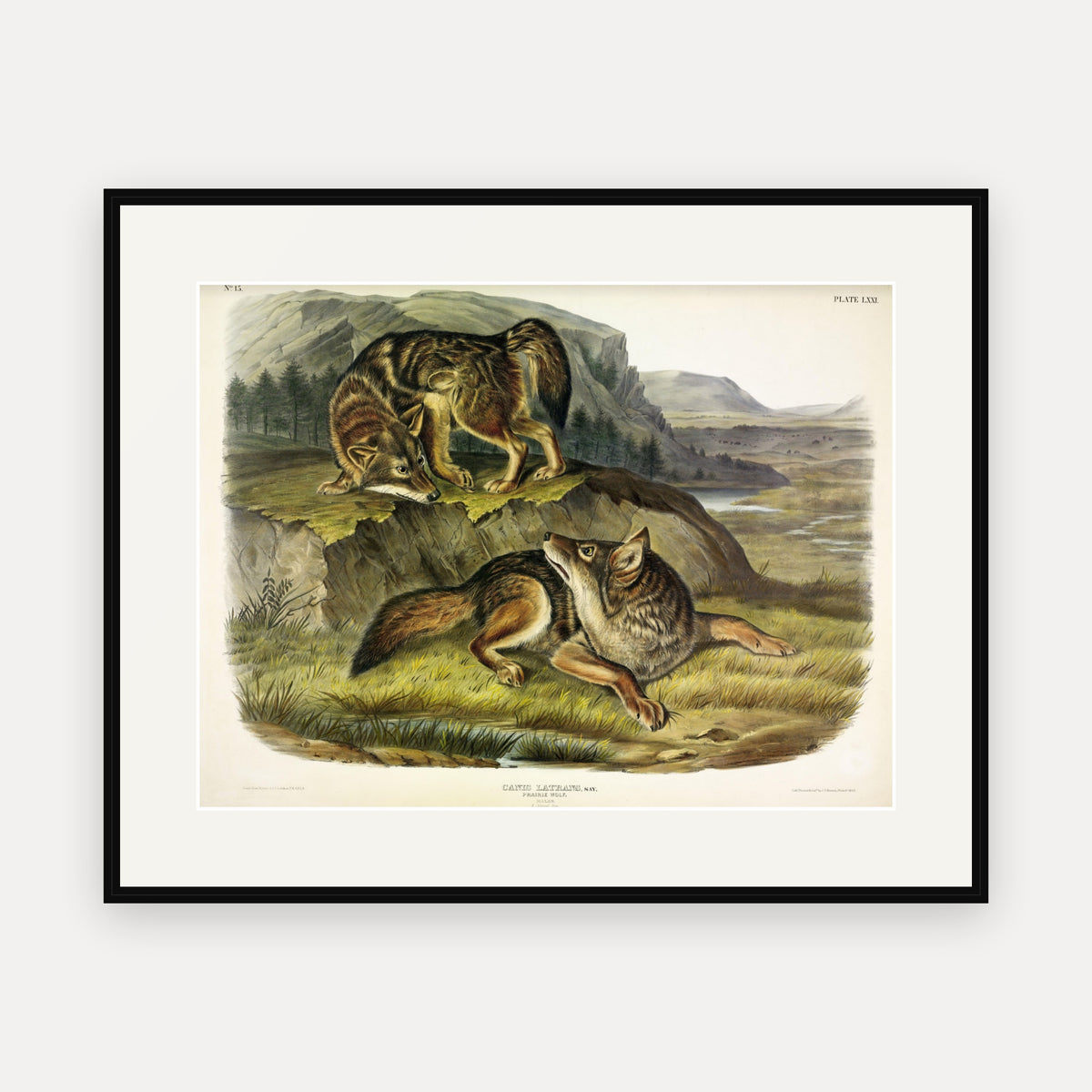 Prairie Wolf · Plate 71 · Audubon - Quadrupeds of North America Print framed print