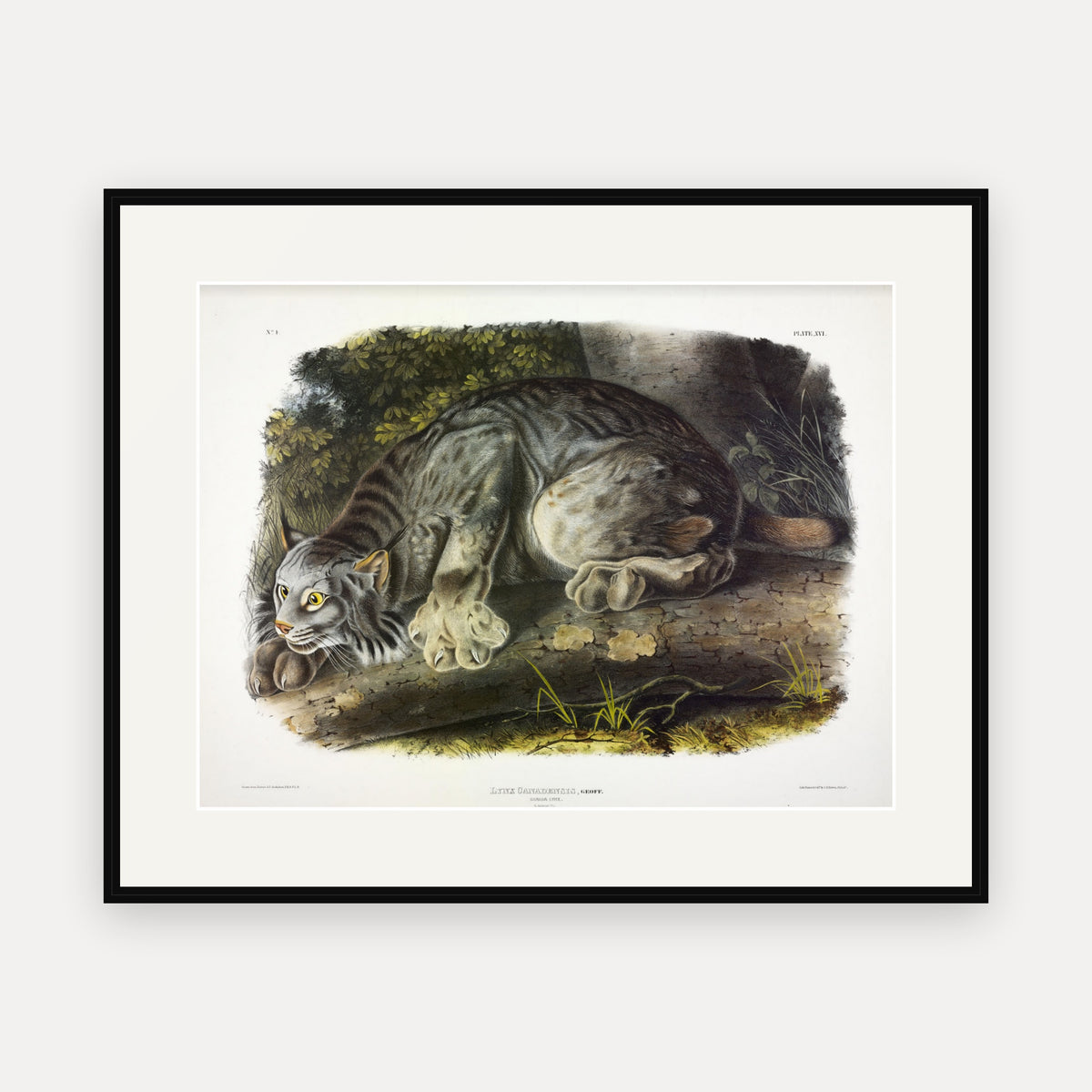 Canada Lynx · Plate 16 · Audubon - Quadrupeds of North America Print framed print