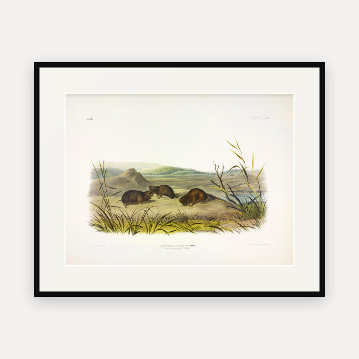 Northern Meadow-Mouse · Plate 129 · Audubon - Quadrupeds of North America Print framed print