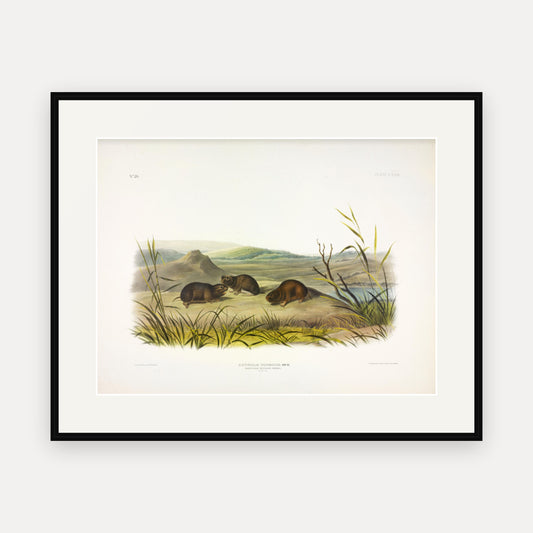 Northern Meadow-Mouse · Plate 129 · Audubon - Quadrupeds of North America Print framed print