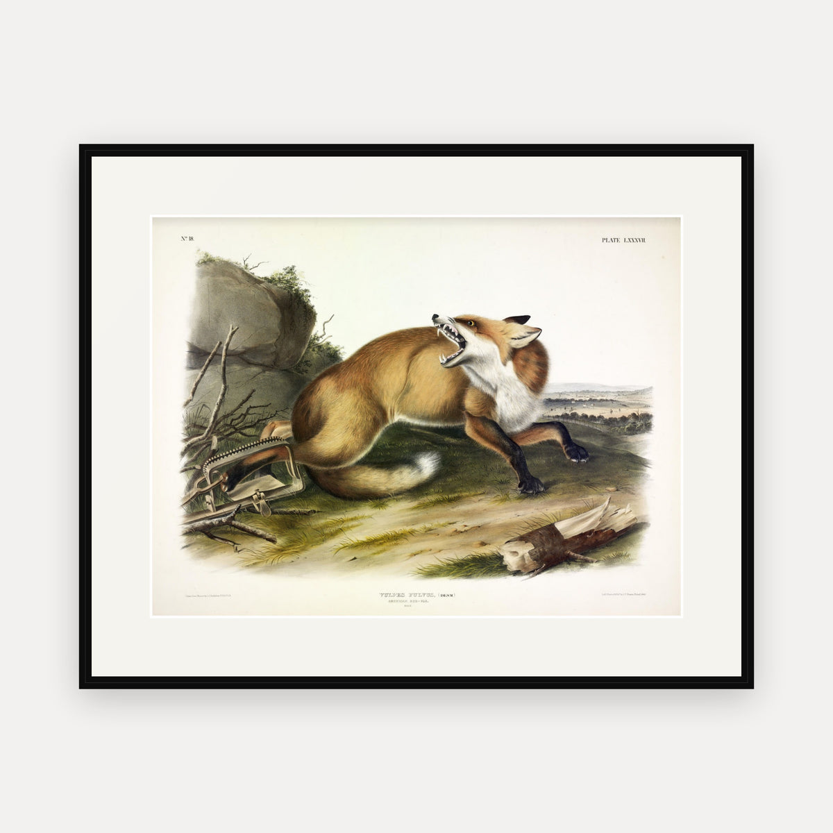 American Red Fox · Plate 87 · Audubon - Quadrupeds of North America Print framed print