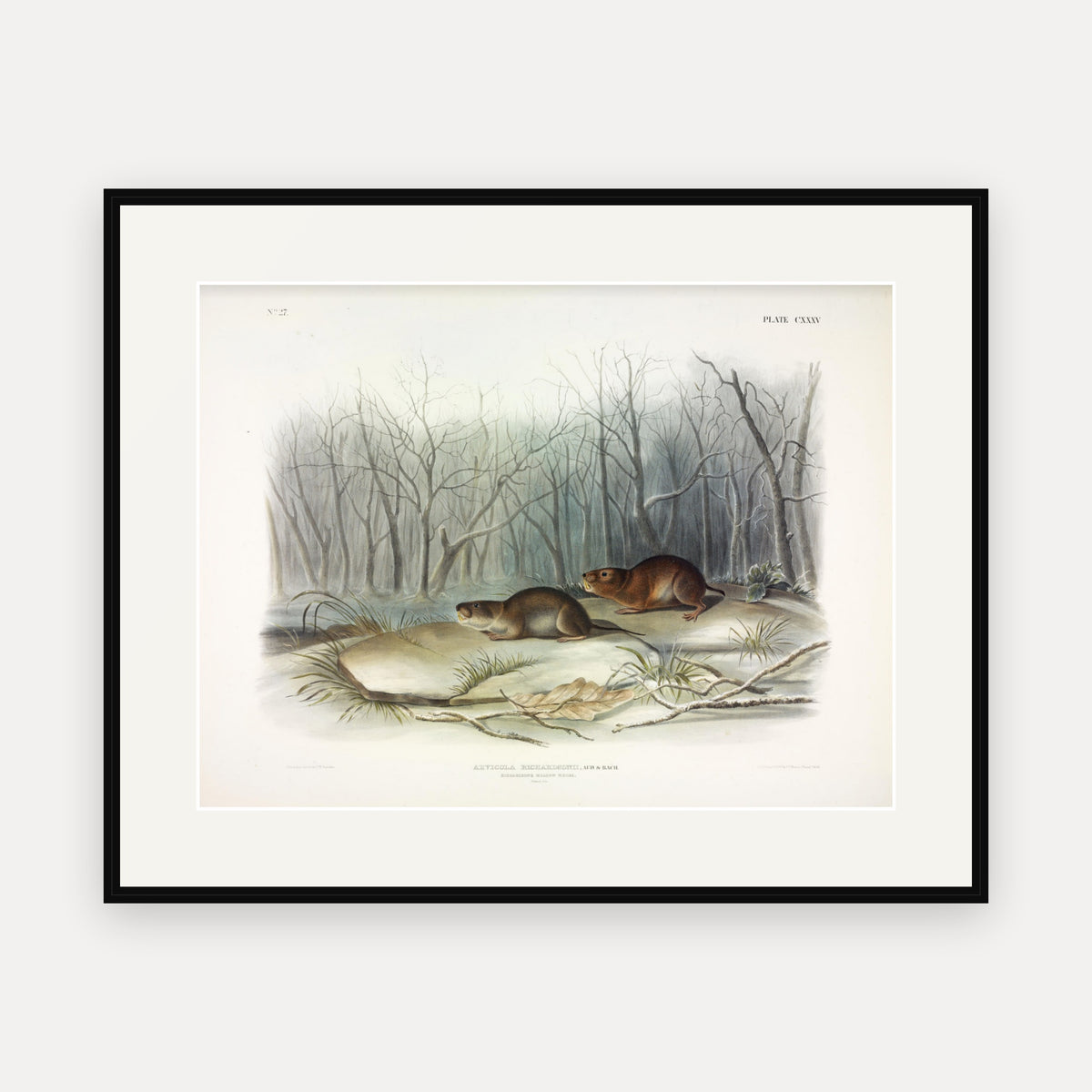Richardson's Meadow Mouse · Plate 135 · Audubon - Quadrupeds of North America Print framed print