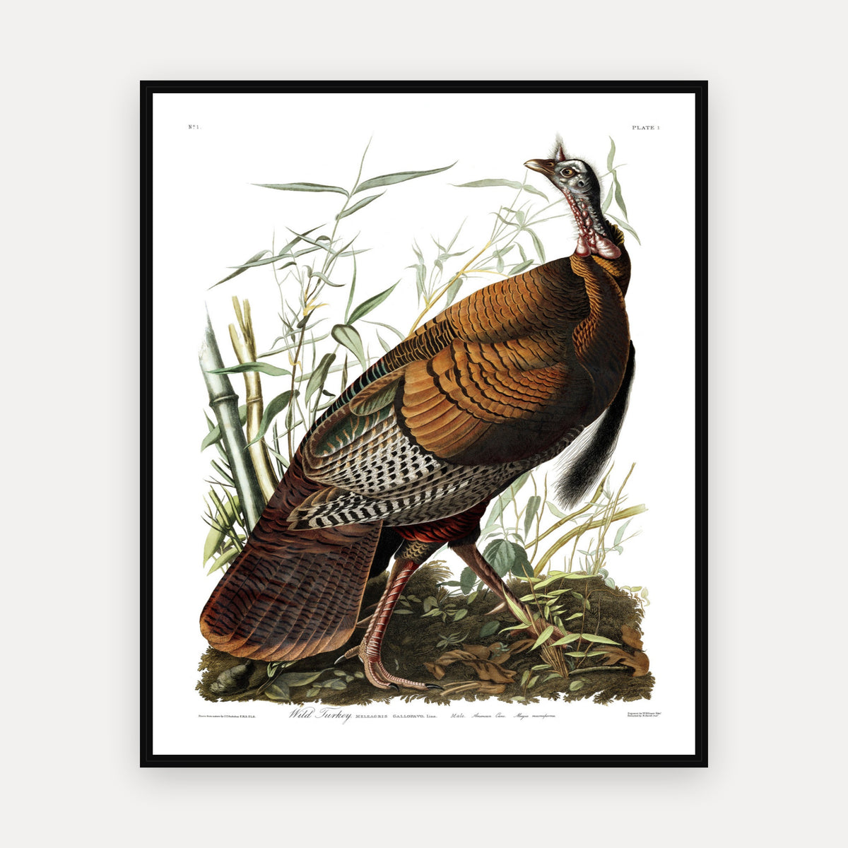 Wild Turkey · Plate 1 · Audubon - Birds of America Print