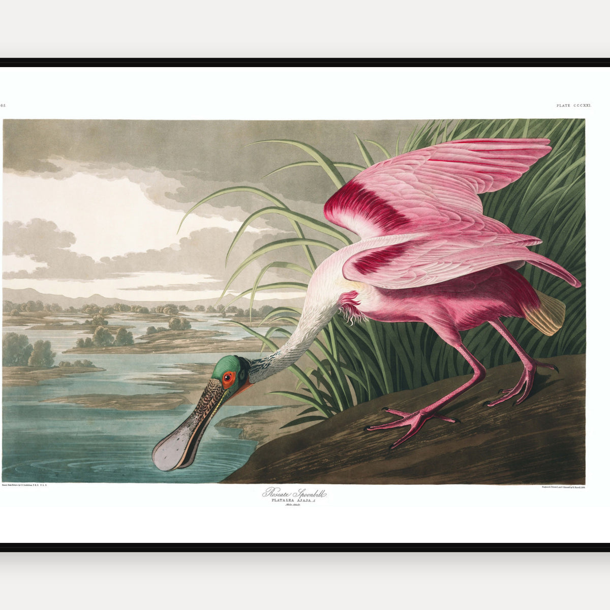 Roseate Spoonbill · Plate 321 · Audubon - Birds of America Print