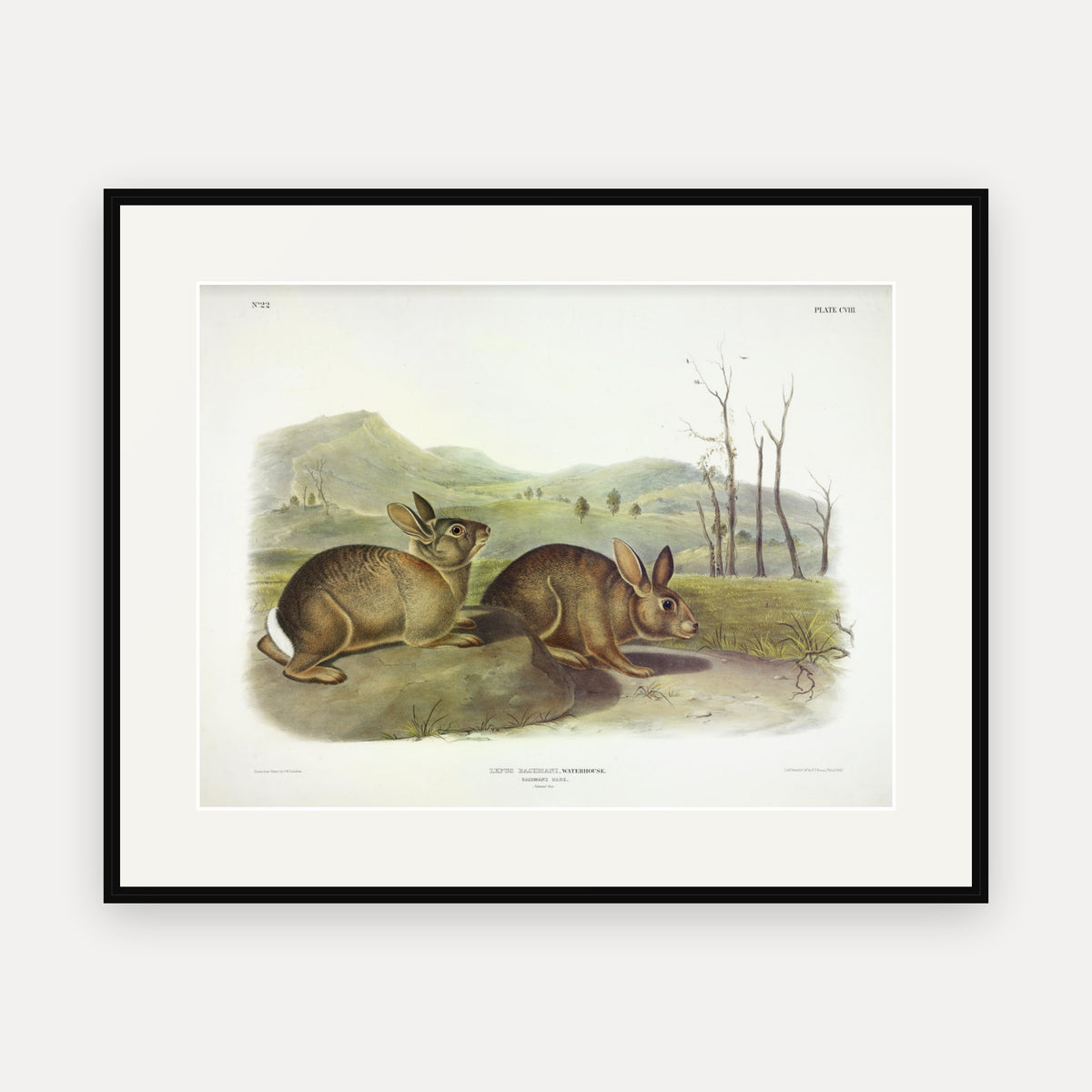Bachman's Hare · Plate 108 · Audubon - Quadrupeds of North America Print framed print