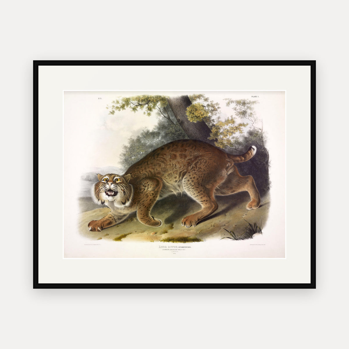 Common American Wild Cat · Plate 1 · Audubon - Quadrupeds of North America Print framed print